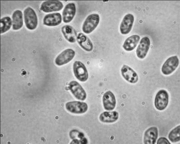 Phanerochaete martelliana ? (P. martelliana)